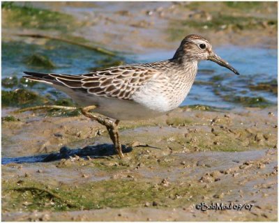 Pectoral Sandpiper