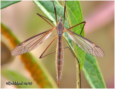 Cranefly-Female