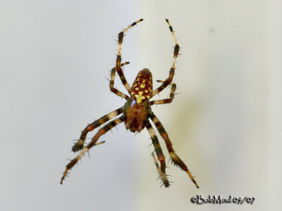 Marbled Orb Weaver-Male