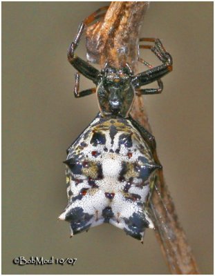 Spined Macrathena-Female