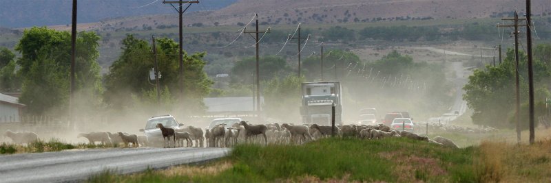 sheep-road_2.jpg