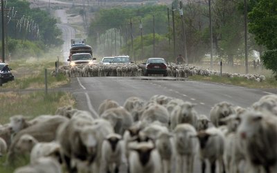 sheep-road_1.jpg