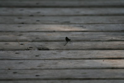IMG_1114.JPG
