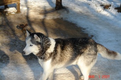 dog sledding with yves