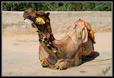 Camel 4477