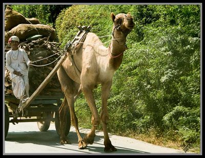 Camel & Cart 4613