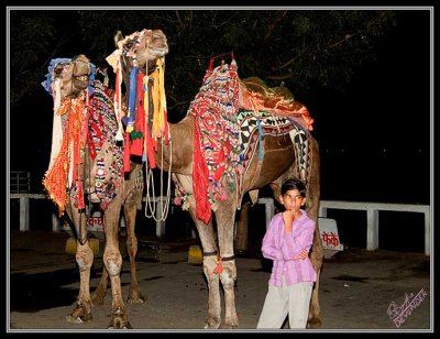 Decorated Camels 4890