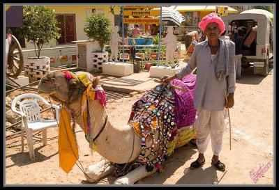 Camel & proud owner