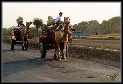 Camel Carts 5269