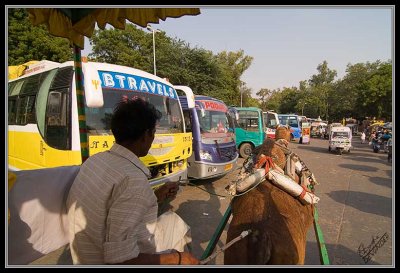 Camel Cart 5464