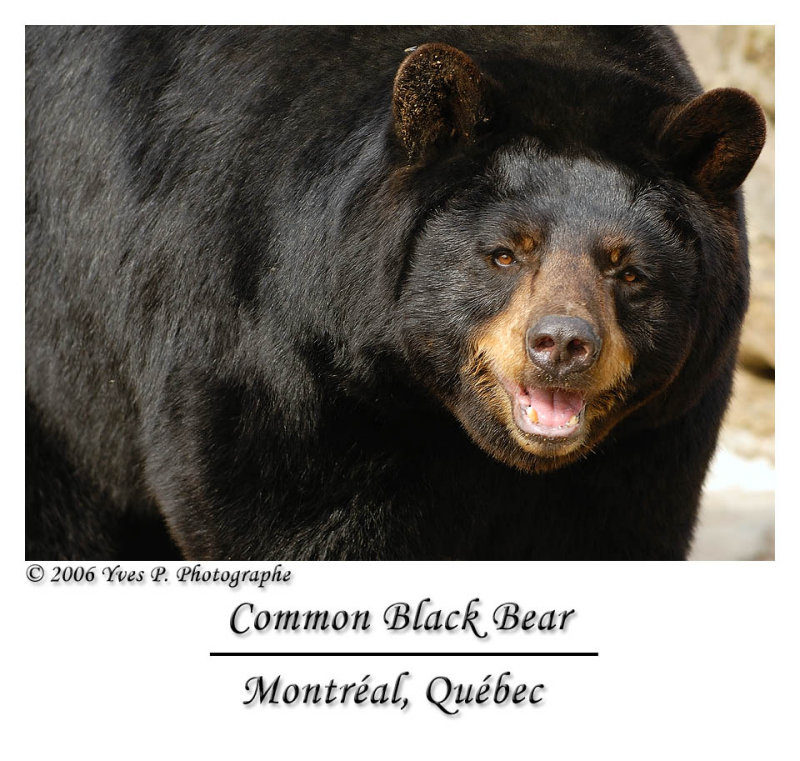 Common Black Bear ...
