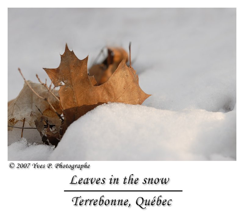 Leaves in the snow ...