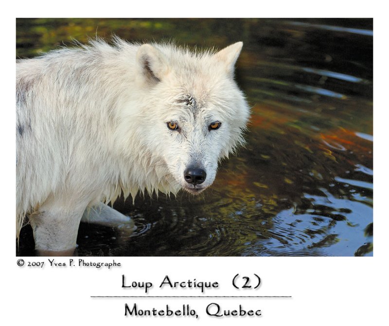Arctic Wolf (2)