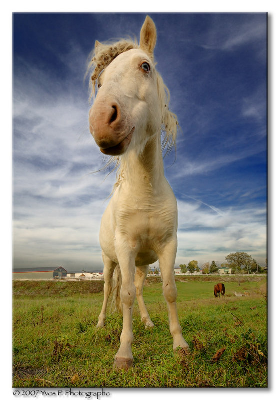 Poney avec de la Gueule ...