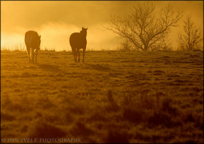 Horses in the morning light ...