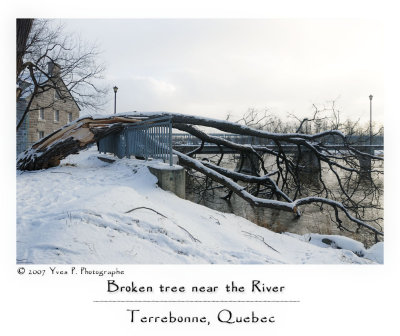 Broken Tree Near the River ...