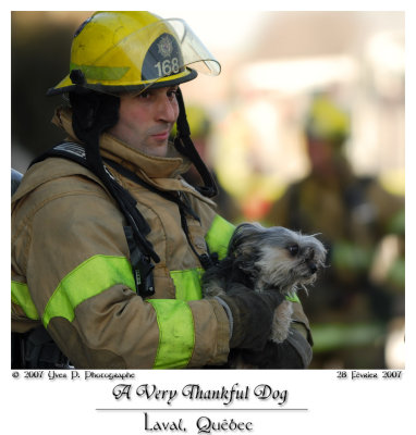 A Very Thankful Dog ...