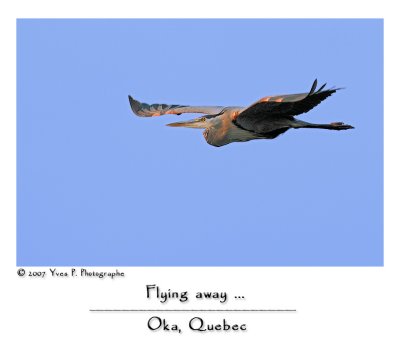Great Blue Heron in flight ...