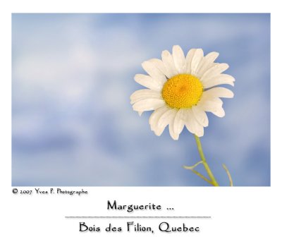 Marguerite ...