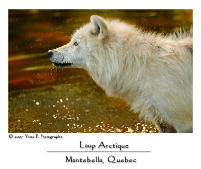 Arctic Wolf ... (July 2007)