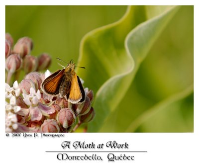 A Moth at work ...