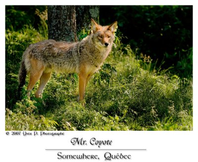 Monsieur le Coyote ...