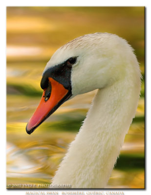 Magical Swan ...