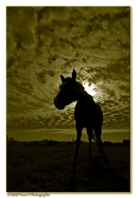 Backlit Horse ...