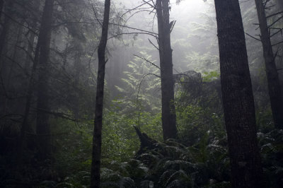 trail day1 dark foggy forest1