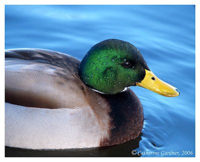 Mallard