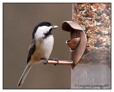 Chickadee