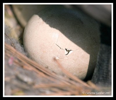 Goose Egg With Peep Hole