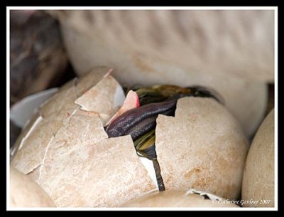 2007 Hatching and Babies