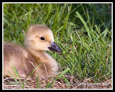 Gosling