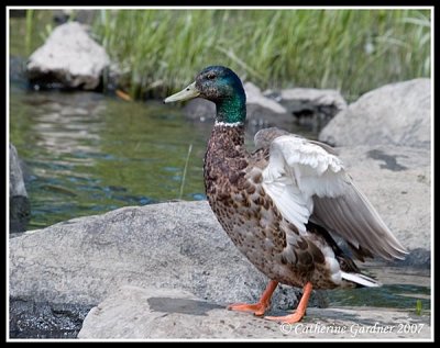 Mallard