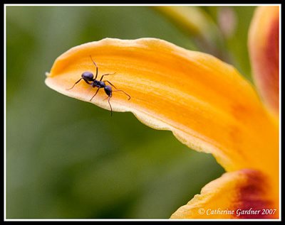 Ant on Petal