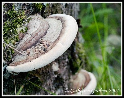 Fungus