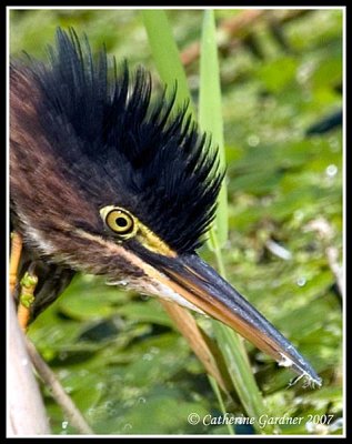 Green Heron With An Itch