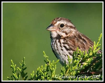 Song Sparrow