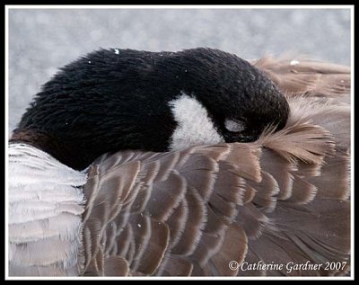 Resting Goose