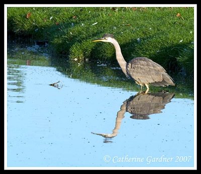 GBH Early Morning Reflections