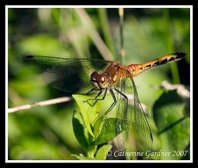 Damsfly Hello