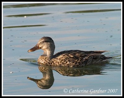 Mallard