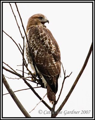 Red-tailed Hawk (first-year juvenile)