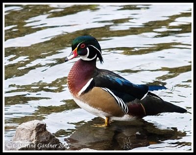 Wood Duck