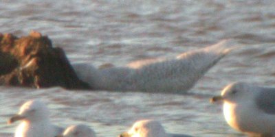 Iceland Gull #2