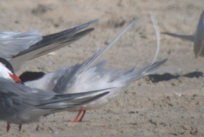Roseate Terns (NC)