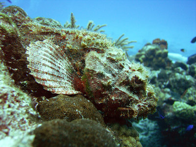 Spotted Scorpionfish