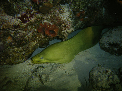 Moray Eel