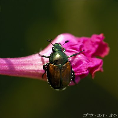 Beetles